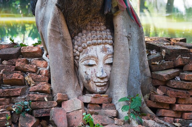 Cabeça de Buda em figueira-da-índia em sítio arqueológico do norte da Tailândia, tradição da arte tailandesa