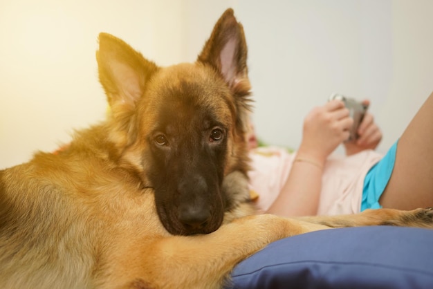 Cabeça de cachorro com a união do proprietário sentado com cuidado e sorrindo