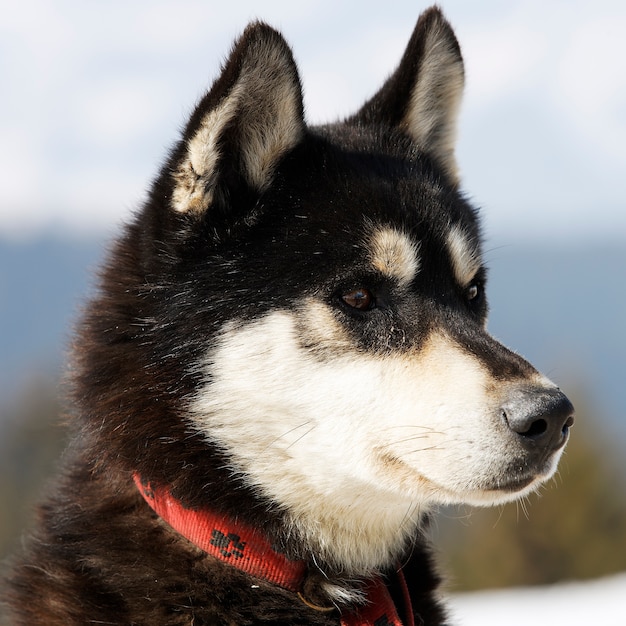 Foto cabeça de cachorro husky em montanha alpina