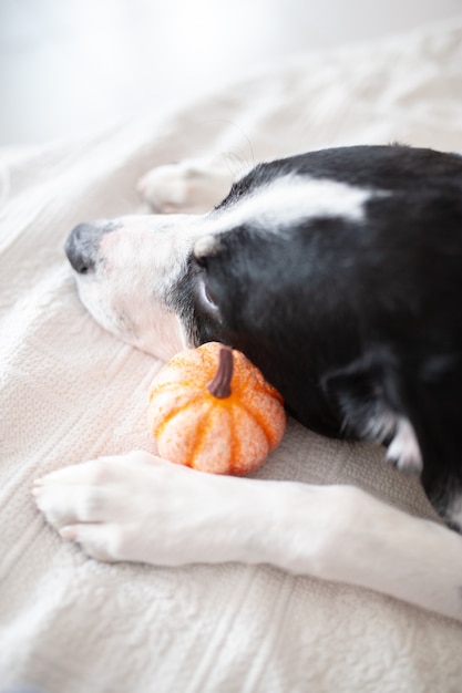 Cabeça de cachorro labrador com uma abóbora de halloween perto da cabeça