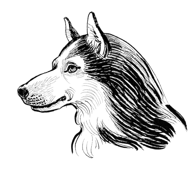 Cabeça de cachorro rouco. Desenho de tinta preto e branco