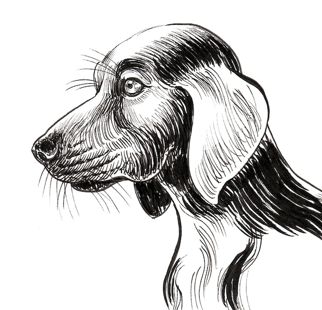 Cabeça de cão de caça. Desenho de tinta preto e branco