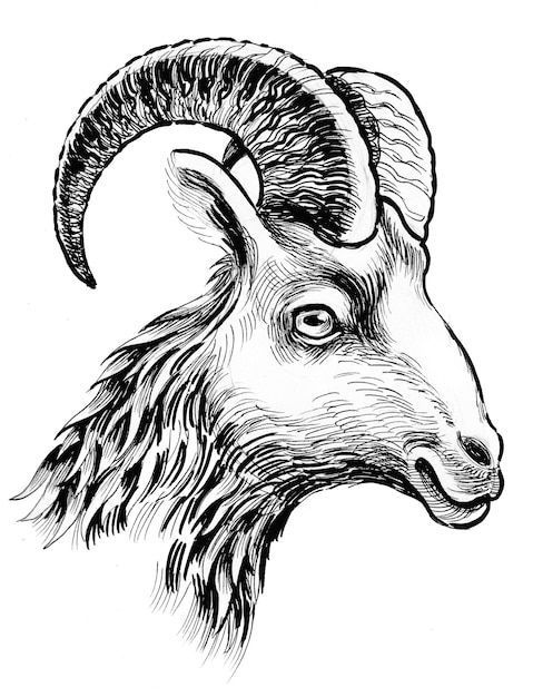 Cabeça de carneiro. Desenho de tinta preto e branco