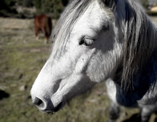 Foto cabeça de cavalo branco de perfil