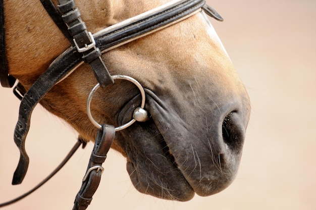 Cabeça de cavalo close-up.