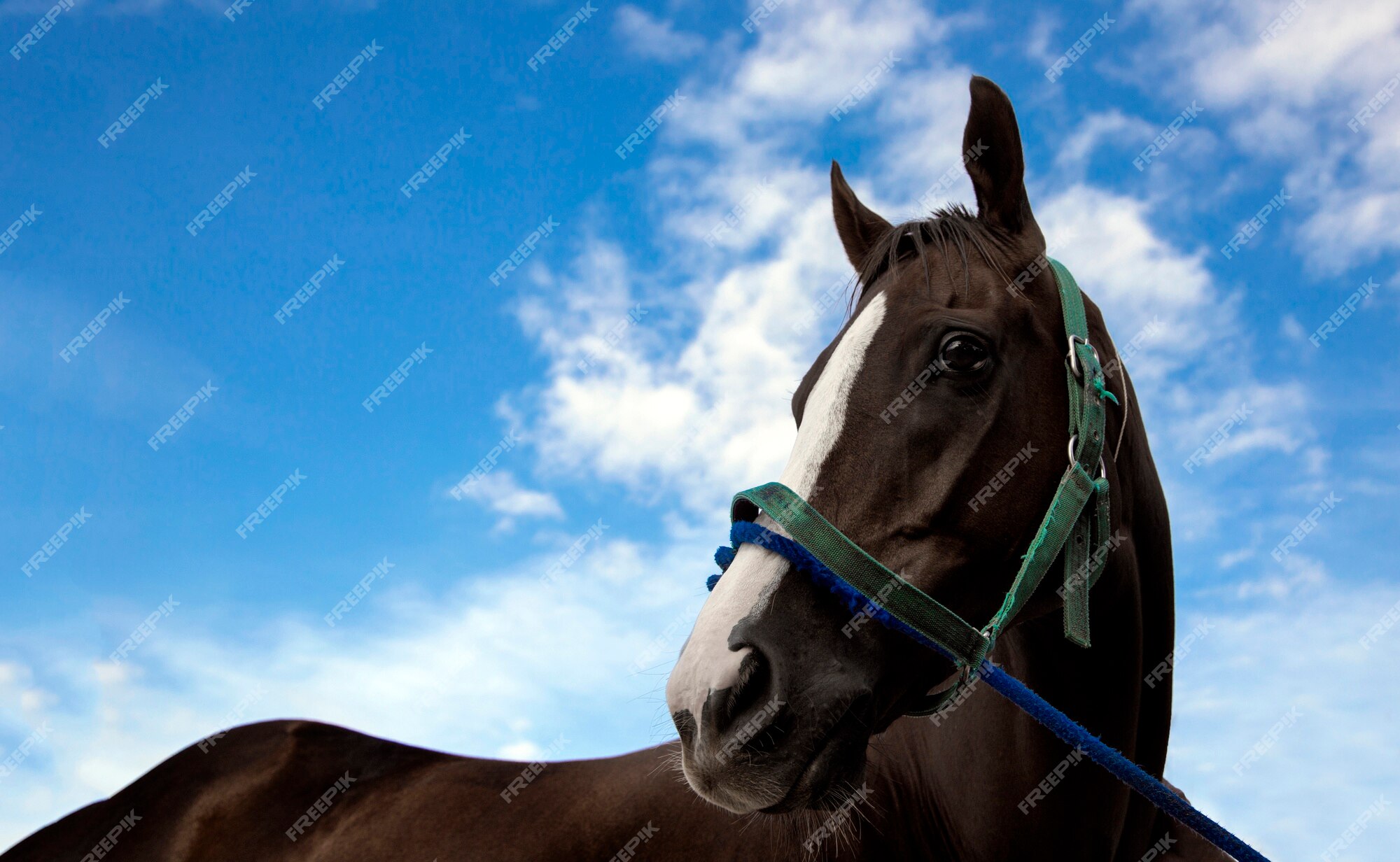 Cabeça de cavalo com corda no jogo esportivo de corrida