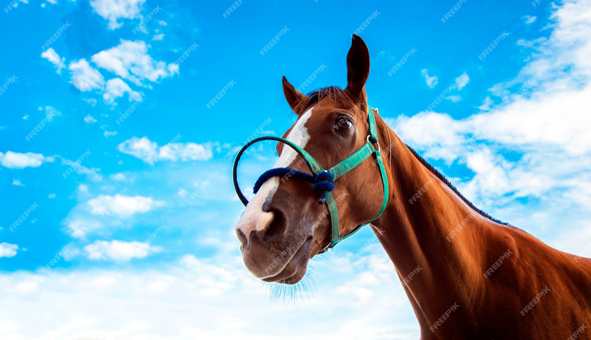 Cabeça de cavalo com corda no jogo esportivo de corrida