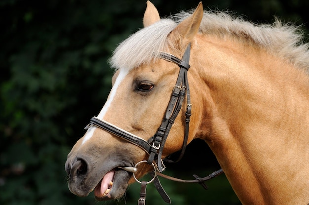 Cabeça de cavalo de perto