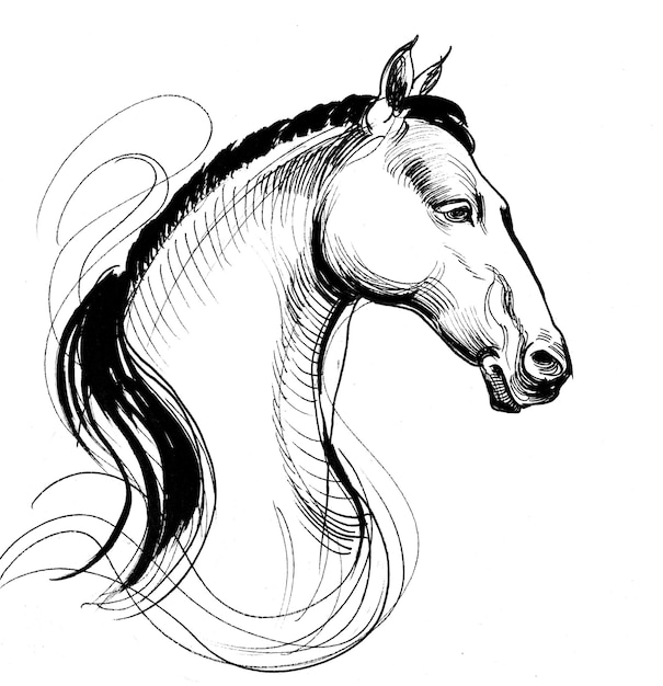 Cabeça de cavalo. Desenho de tinta preto e branco