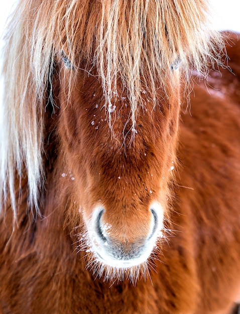 Cabeça de cavalo islandês