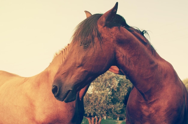 Cabeça de cavalo Retrato de perto Cavalos no pasto