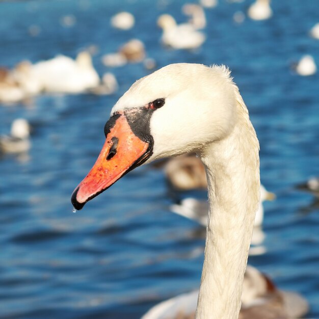 Cabeça de cisne branca na água azul