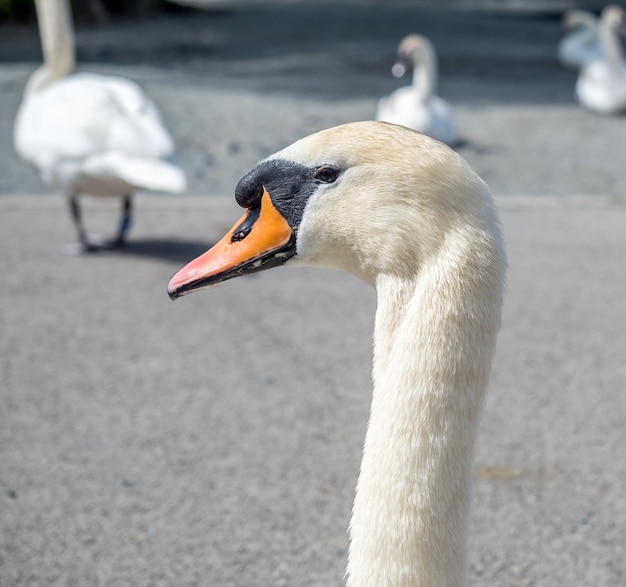 cabeça de cisne branco