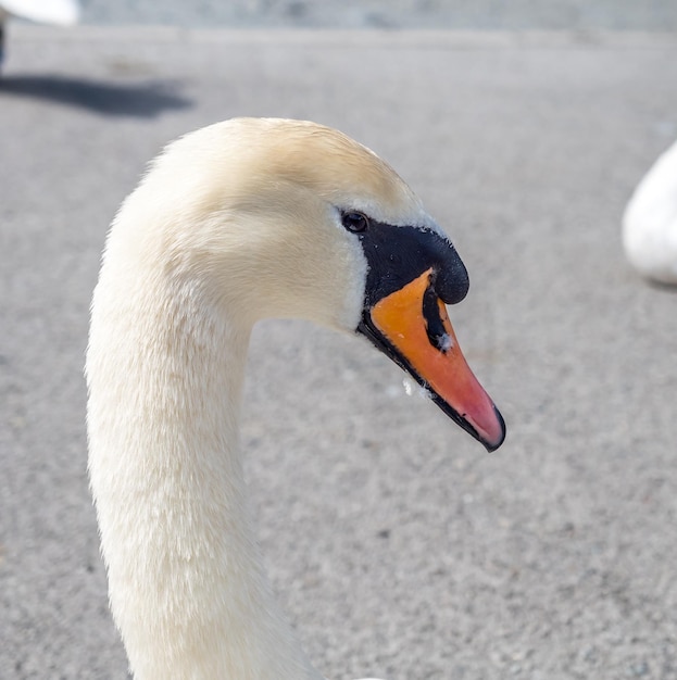 cabeça de cisne branco