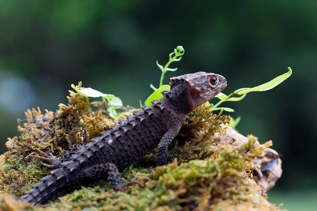 Cabeça de closeup de crocodilo skink vista lateral