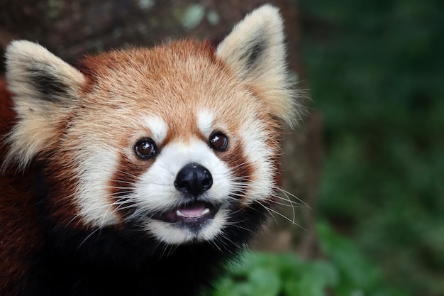 Cabeça de closeup panda vermelho Ailurus fulgens, panda vermelho closeup