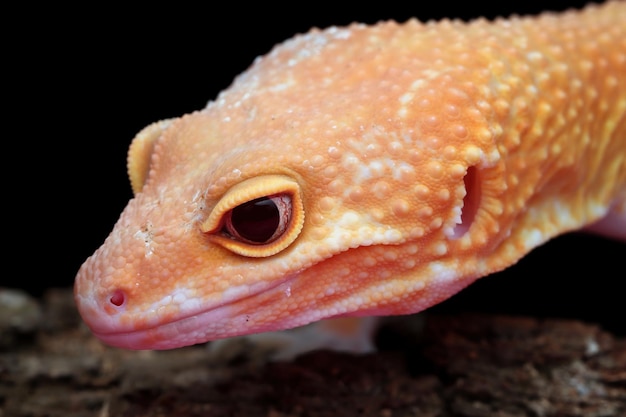 Cabeça de closeup sunglow gecko cabeça sunglow gecko