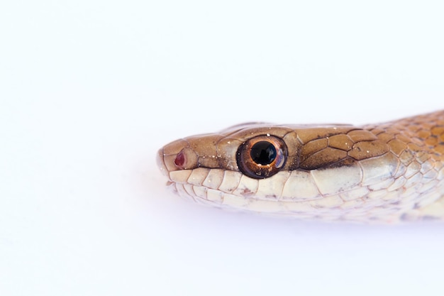 Cabeça de cobra comum em close em fundo branco