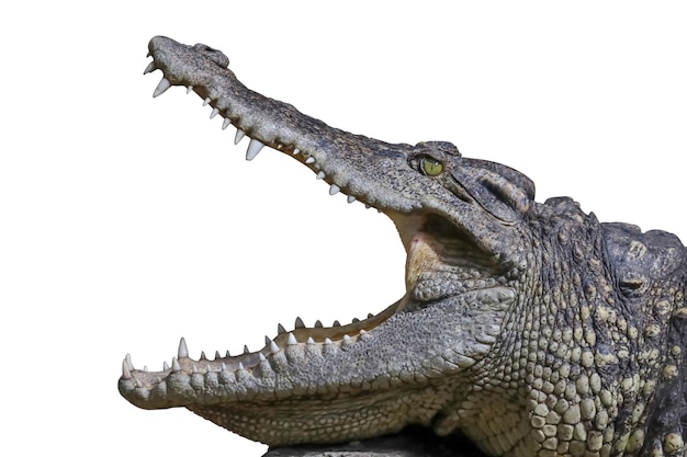 Cabeça de crocodilo de perto mostra rato e dentes na rocha têm caminho