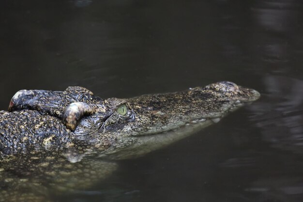 Cabeça de crocodilo vista de perto no rio