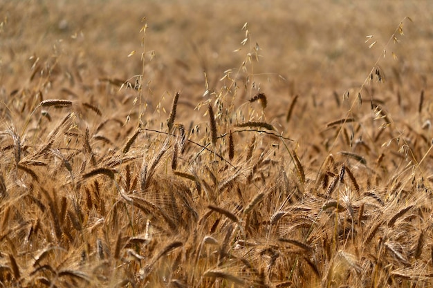Cabeça de espiga de campo de trigo de grãos maduros