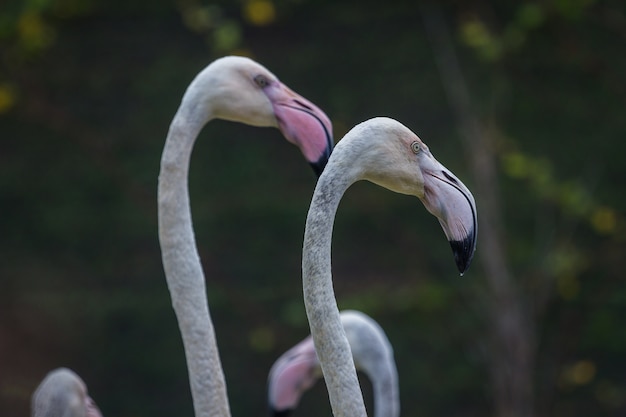 Cabeça de Flamingo belo retrato sobre fundo verde