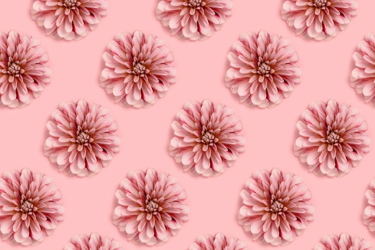 Foto cabeça de flor dália em um fundo rosa pastel