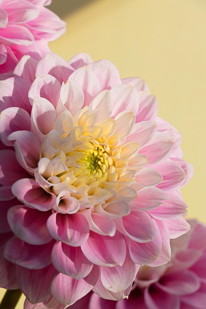 Cabeça de flor de dália rosa com fundo de papel de parede de pétalas amarelas suaves Macro floral close-up inspiração natureza padrão Cartão postal floral fresco
