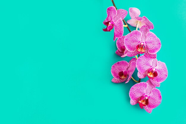 Cabeça de flor de orquídea linda e delicada em fundo azul