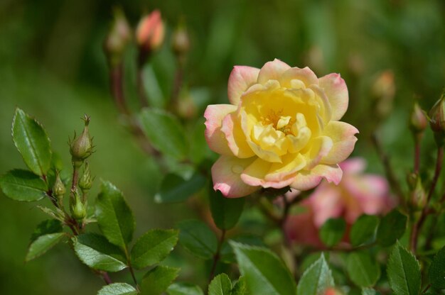 Cabeça de flor de rosa pastel amarela e rosa fechada