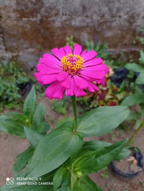 Foto cabeça de flor em boyolali