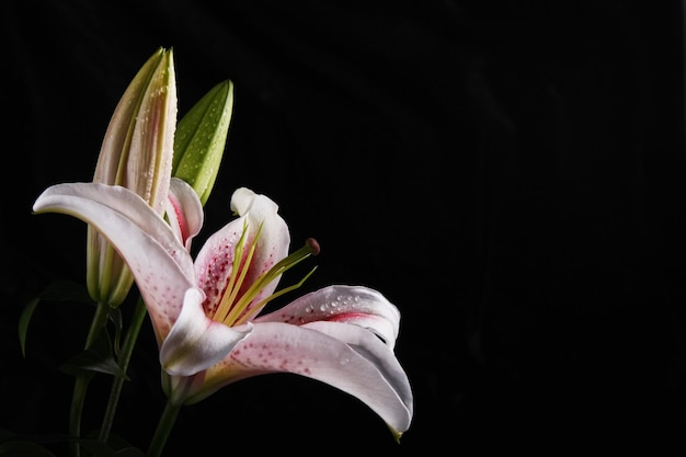 Foto cabeça de flor em chengdu