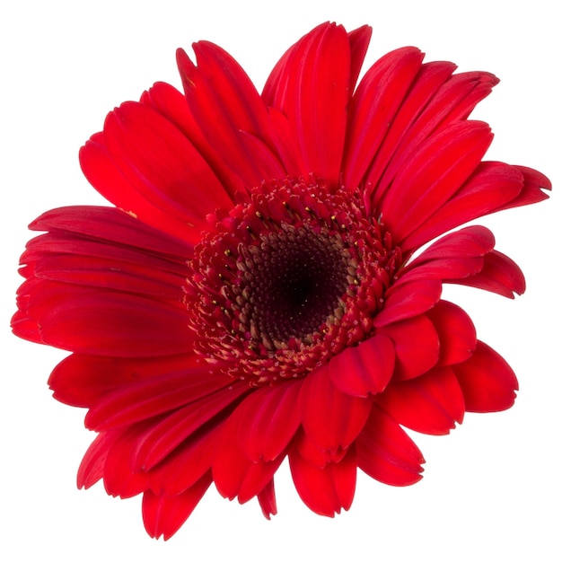 Foto cabeça de flor gerbera vermelha isolada em fundo branco closeup gerbera no ar sem sombra vista superior plana