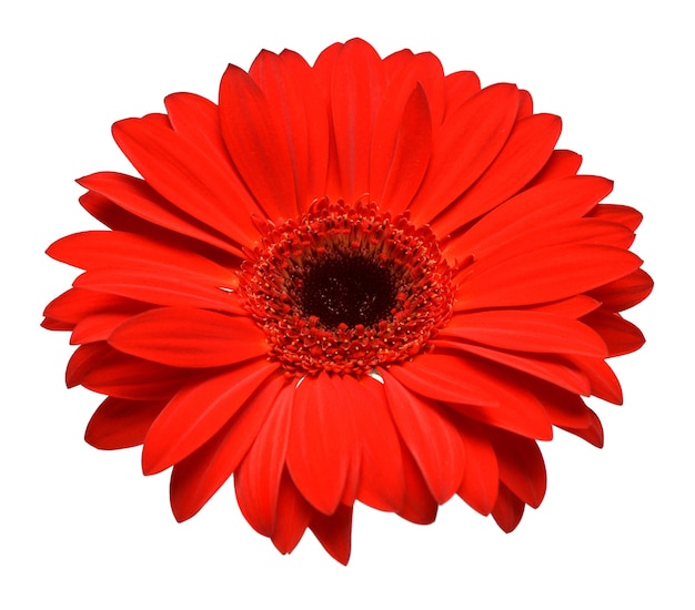 Cabeça de flor gerbera vermelha isolada no fundo branco Vista superior plana leiga