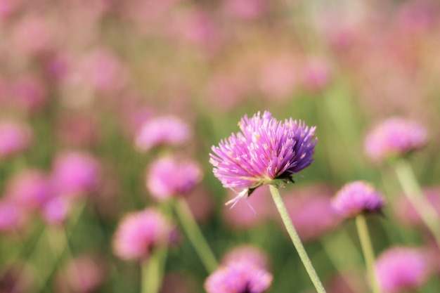 Cabeça de flor roxa no inverno ao nascer do sol