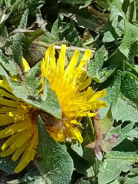 cabeça de flor