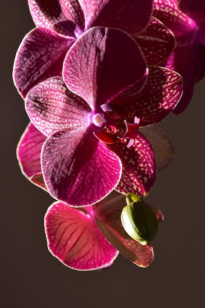 cabeça de flor
