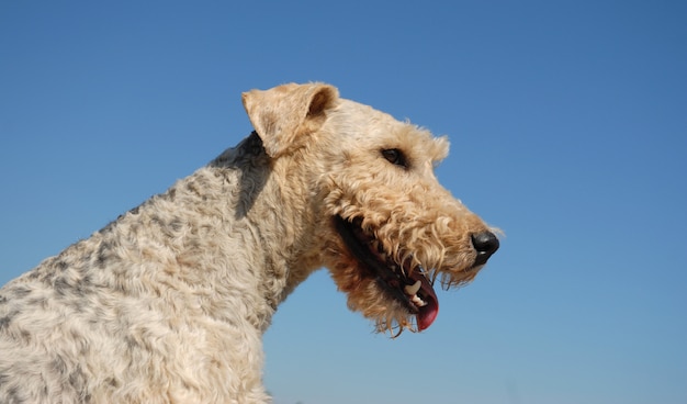 Cabeça de fox terrier