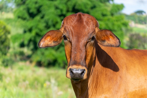 Cabeça de gado na fazenda