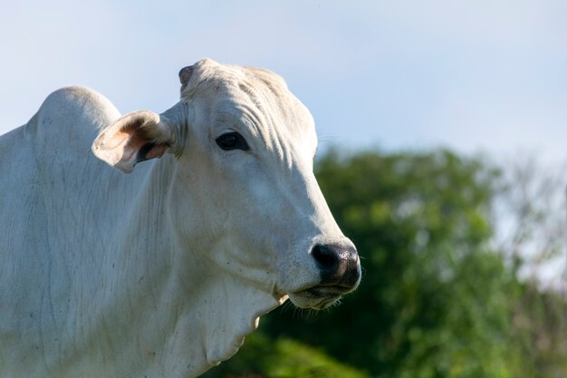 Cabeça de gado Nelore na fazenda