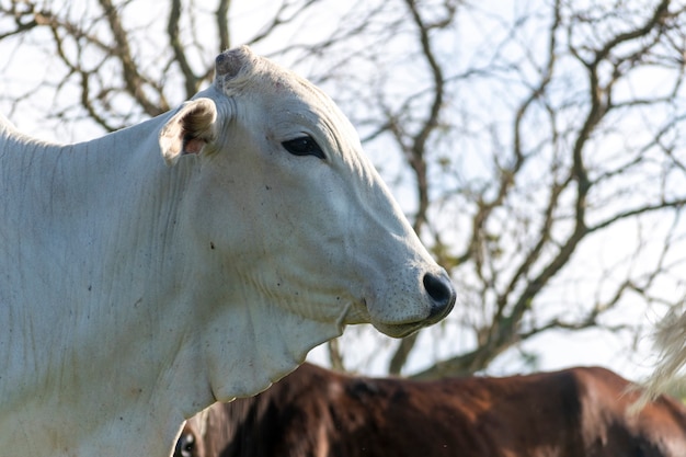 Cabeça de gado Nelore na fazenda