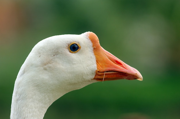 cabeça de ganso close-up