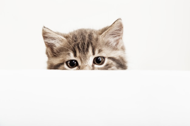 Cabeça de gatinho espreitando sobre o cartaz de sinal branco em branco. Gatinho de estimação curiosamente espreitando por trás do fundo da bandeira branca com espaço de cópia. Gato de bebê malhado no modelo de cartaz.