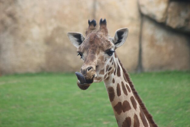 Cabeça de girafa em um zoológico