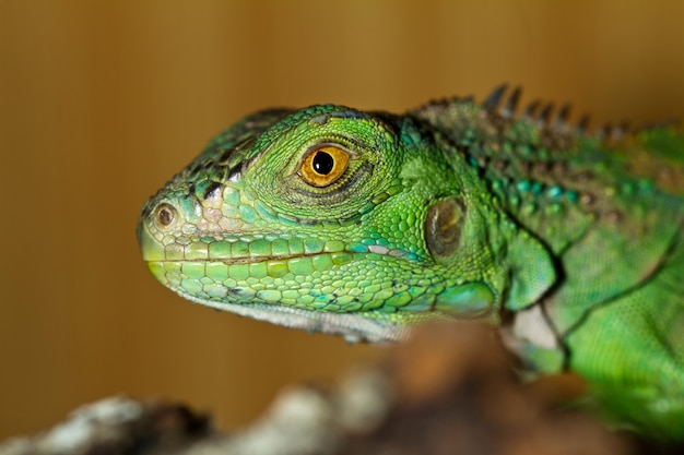 Cabeça de iguana