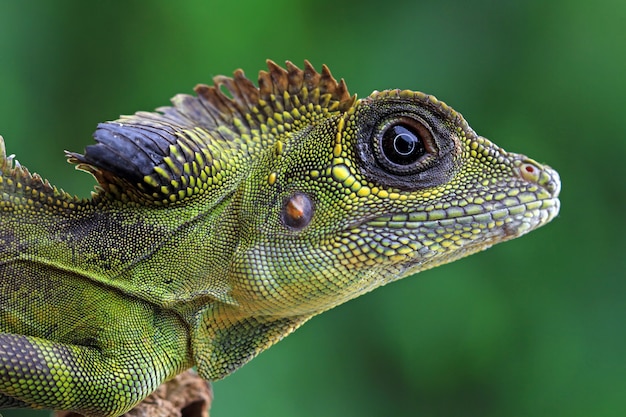 Cabeça de lagarto Gonocephalus grandis, cabeça de lagarto