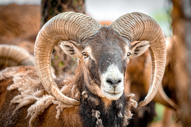 Cabeça de ovelha Argali