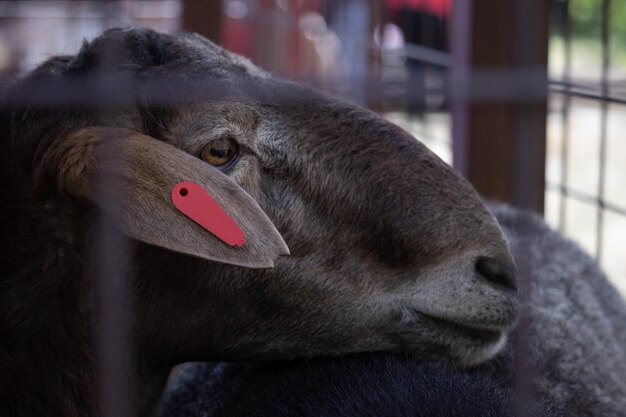 Cabeça de ovelha de perto Retrato de fazenda Animal Foto Premium