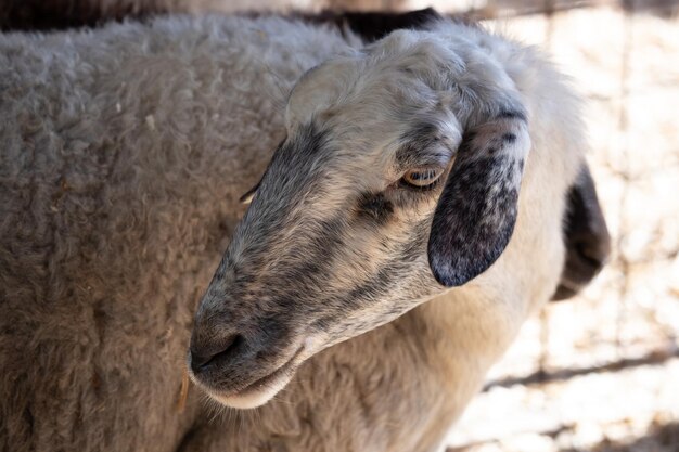 Cabeça de ovelha de perto Retrato de fazenda Animal Foto Premium