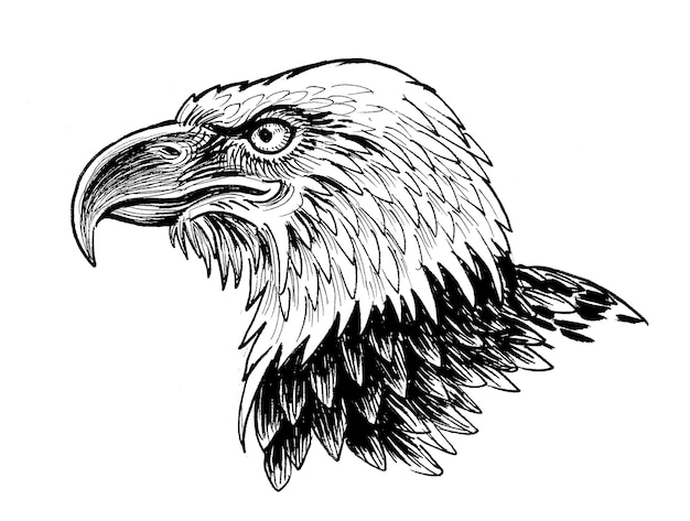 Cabeça de pássaro águia. Desenho de tinta preto e branco